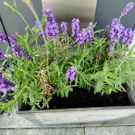 Apartmán Somewhere Between *