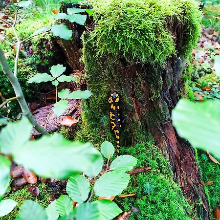 Somewhere Between Apartmán Piechowice (Karkonosze)