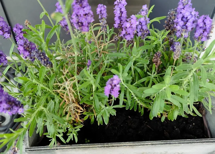 Lägenhet Somewhere Between *