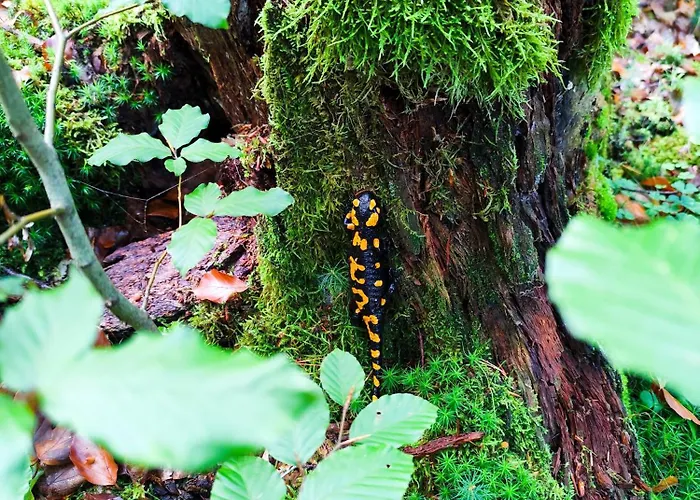 Somewhere Between Lägenhet Piechowice (Karkonosze)